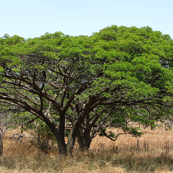 Reforestation & ESG Trees
