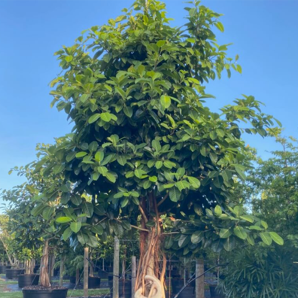 Ficus benghalensis