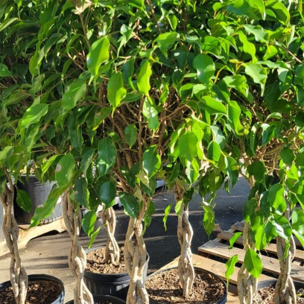 Sacred & Heritage Trees (Ficus Collection)