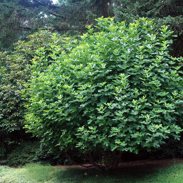Ficus carica