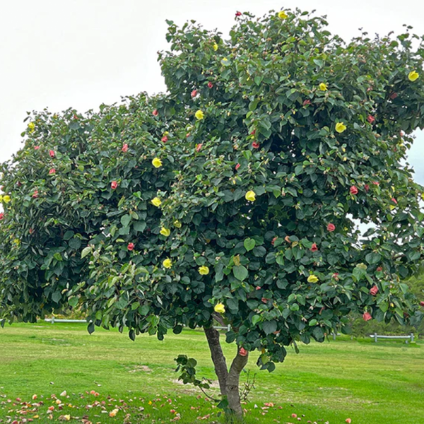 Coastal & Arid Climate Trees