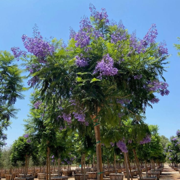 Jacaranda mimosifolia