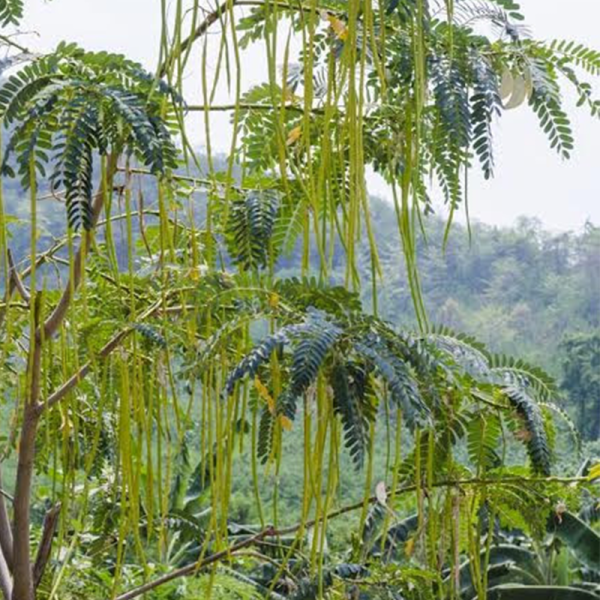 Medicinal & Functional Trees