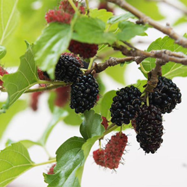 Edible & Productive Trees