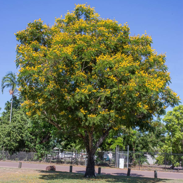 Peltophorum pterocarpum