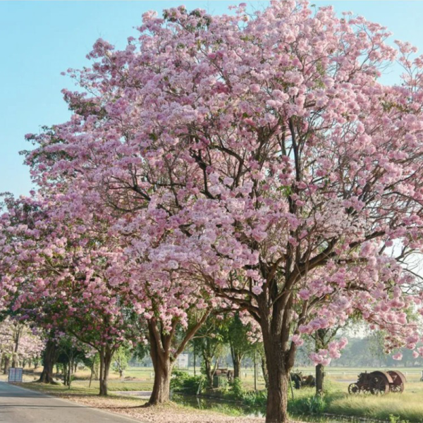Royal Flowering Trees